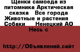 Щенки самоеда из питомника Арктическая сказка - Все города Животные и растения » Собаки   . Ненецкий АО,Несь с.